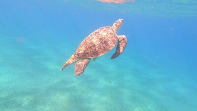 Schwimmen und schnorcheln mit Schildkröten in Abu Dabab