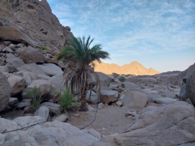 Die Palme wächst aus dem harten Felsen raus.Jeep Safari