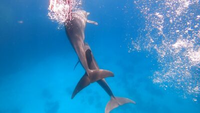 Swim and snorkel with dolphins