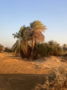 Die Oase Meliha in der Wüste des Roten Meeres